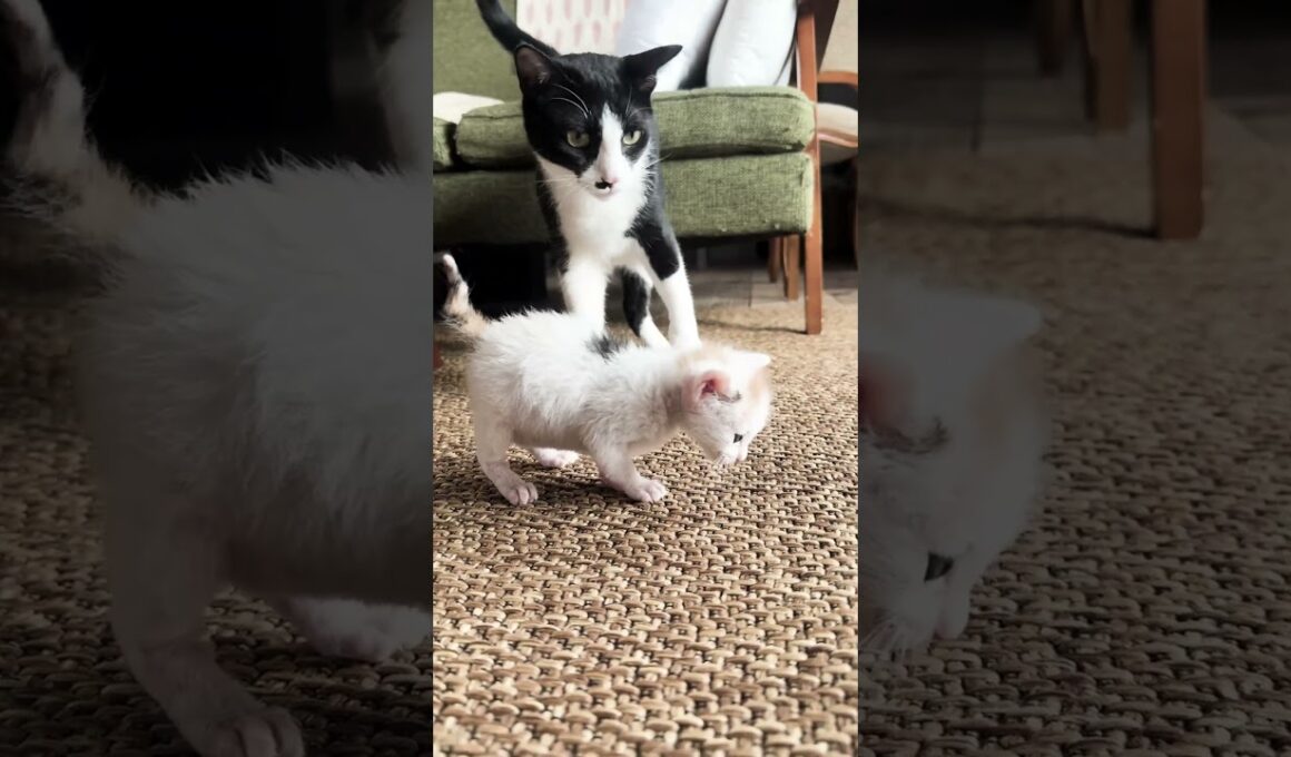 必死に誘導するお兄ちゃんをスルーしてママへ走る子猫（笑）