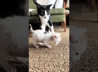 必死に誘導するお兄ちゃんをスルーしてママへ走る子猫（笑）