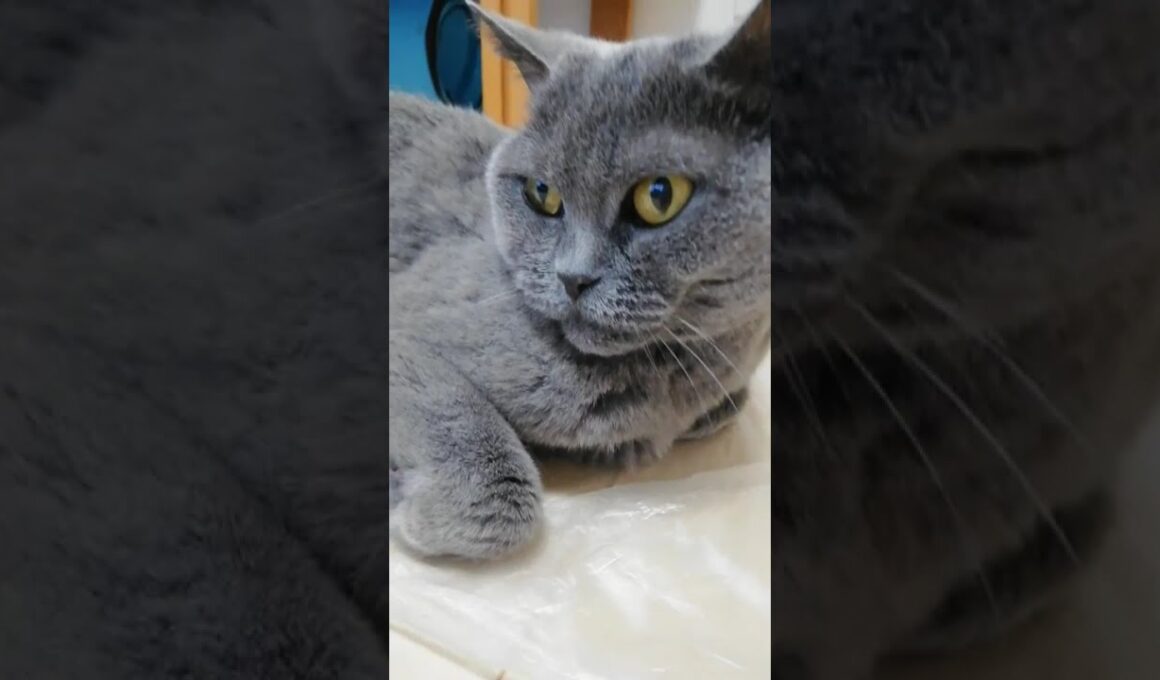 【本物：変形香箱座りからスフィンクス座りのMadam Dorothy】#Shorts #猫動画 #ブリティッシュショートヘアー #モフモフ猫 #猫ビデオ #猫のいる暮らし #猫のお手々 #猫をモフる