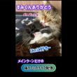20260803 メインクーンだけの【猫カフェのライブ配信】#cat #cooncat #mainecat #もふもふ