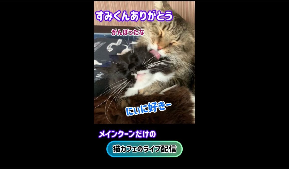 20260803 メインクーンだけの【猫カフェのライブ配信】#cat #cooncat #mainecat #もふもふ