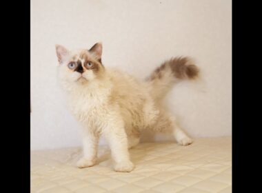 セルカークレックス子猫　Selkirk Rex　2026.3.31産まれ　　ライラックトーティーシェル　巻き毛　女の子　シーダキャット猫のお店