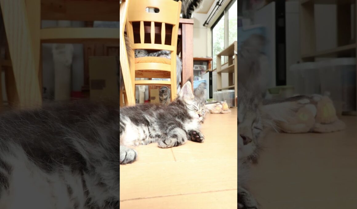 遊び盛りのメインクーン男子彦星君