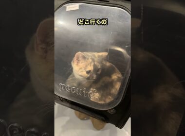 キャリーに入れられた時の猫の顔がこちら
