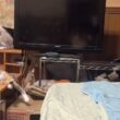 順位最下位のシャム猫のパンダ。妹の雫が慰めに来ると見せかけ、下僕めと、パンチの素振り💦
