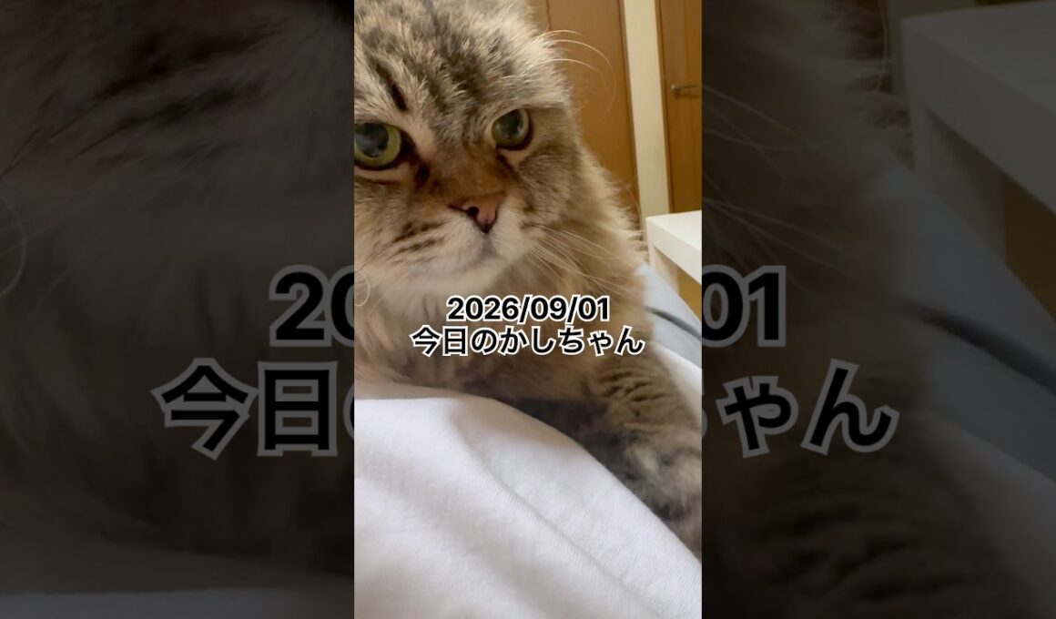 2026/09/01今日のかしちゃん #猫 #ペルシャ #カシス #cat #猫のいる暮らし