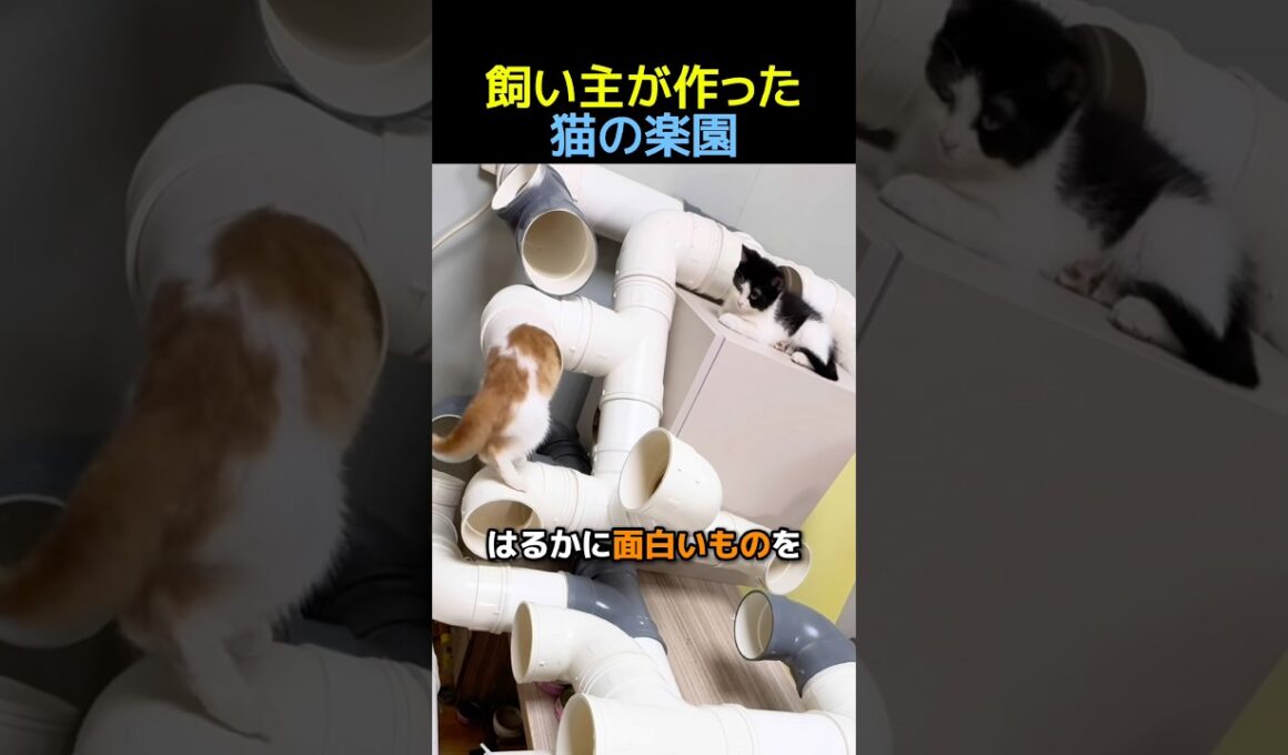 飼い主が作った猫の楽園🐈  #子猫 #動物 #animals #cat #cute