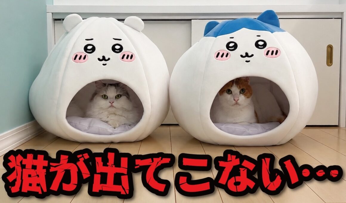 猫がちいかわベッドから出てこなくなってしまいました