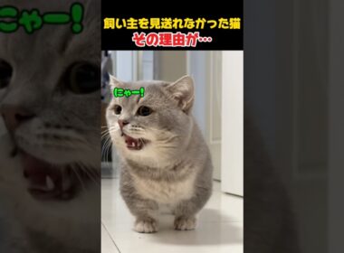短足すぎて出社の見送りに間に合わなかったマンチカン、友達には先を越される