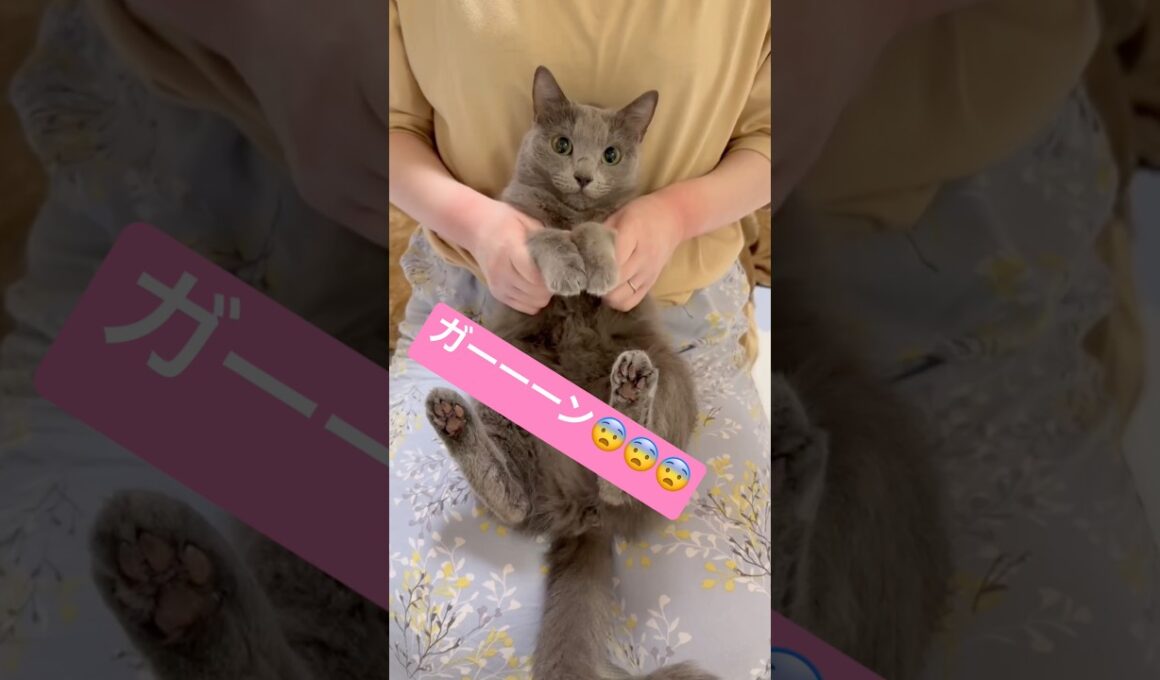 適度な運動は、健康の為に必要ニャ❤️ #猫 #ロシアンブルー #catshorts #shorts