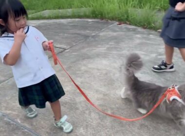 リード付き散歩でも動くようになってきた猫　サイベリアンThe cat has started moving around even when taken for a walk on a leash.