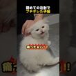 初めての注射でブチギレた子猫