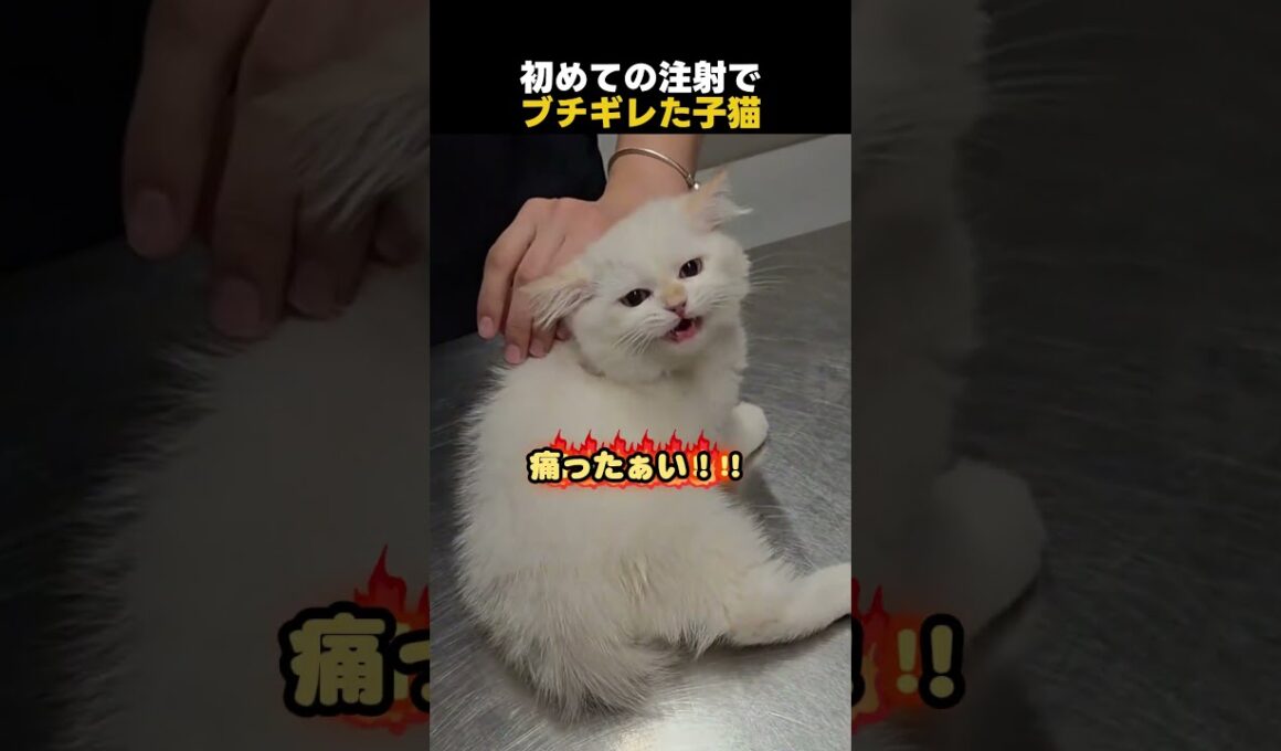 初めての注射でブチギレた子猫