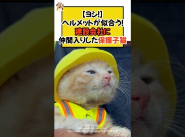 【ヨシ！】ヘルメットが似合う！建設会社に仲間入りした保護子猫 #ねこ #ねこ #子猫 #保護猫 #現場猫