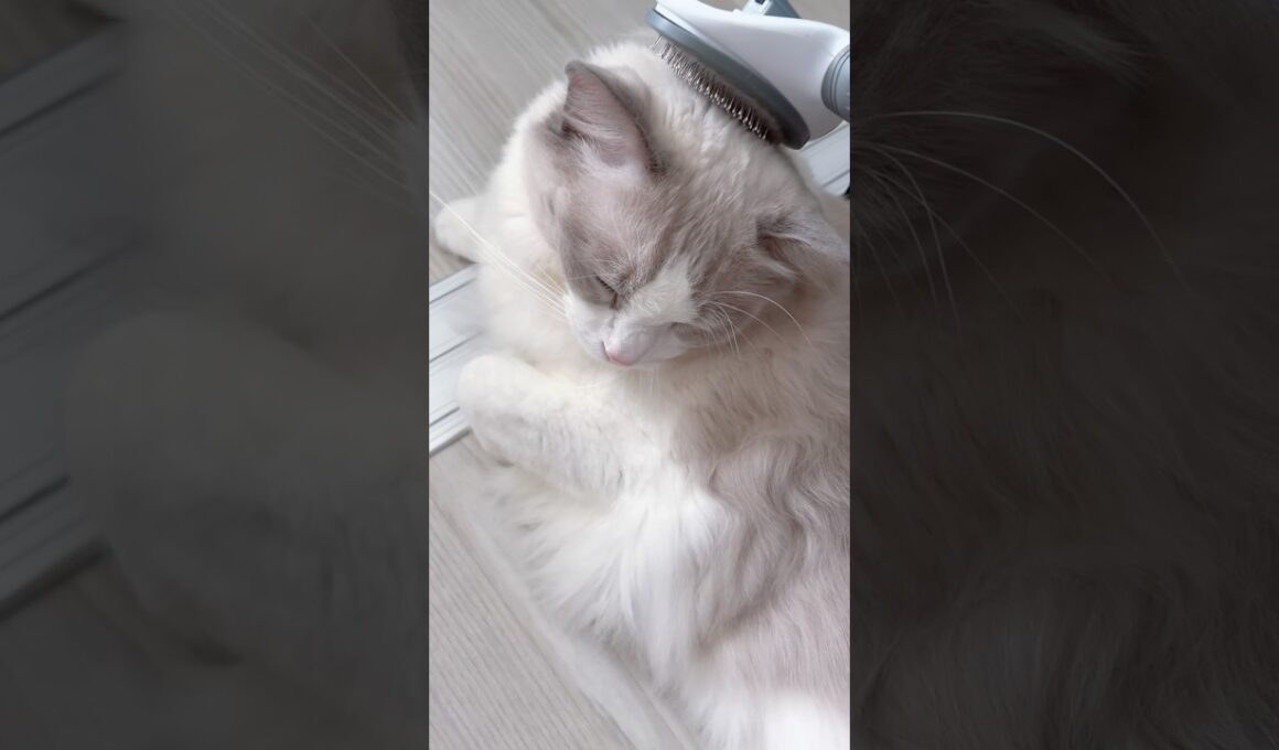 ブラッシングの時間🐱#猫 #ラグドール #猫のいる暮らし #猫のいる生活