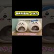 寝床を増やしてみた　#猫 #おもしろ #アテレコ #ニャンチューバーつくし