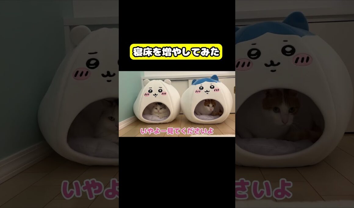 寝床を増やしてみた　#猫 #おもしろ #アテレコ #ニャンチューバーつくし