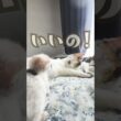 【神展開】「黙ってて！」と怒られた父猫、子猫に甘えられて即デレデレ（笑）