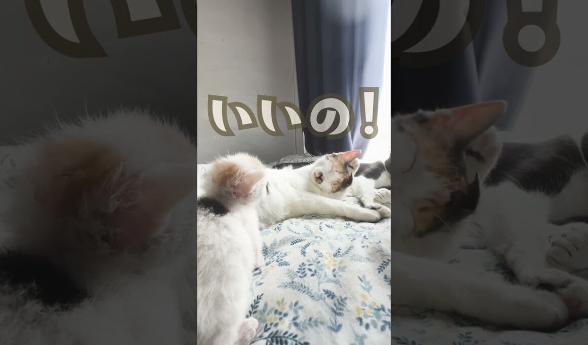 【神展開】「黙ってて！」と怒られた父猫、子猫に甘えられて即デレデレ（笑）