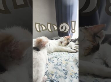 【神展開】「黙ってて！」と怒られた父猫、子猫に甘えられて即デレデレ（笑）