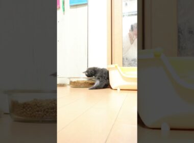 モフモフのメインクーン子猫ティボー君