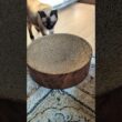 シャム猫の求めるもの😺 - Cats want it - #shorts #cat