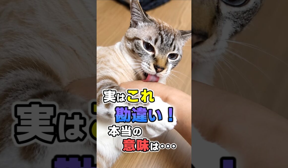 誤解されている猫の行動10選 #猫雑学 #ねこたんの解説 #猫