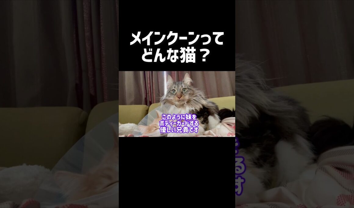 大型猫メインクーンってどんな猫❓ #cat #猫#ねこ #メインクーン #shorts