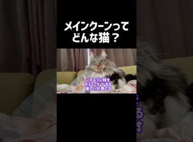 大型猫メインクーンってどんな猫❓ #cat #猫#ねこ #メインクーン #shorts