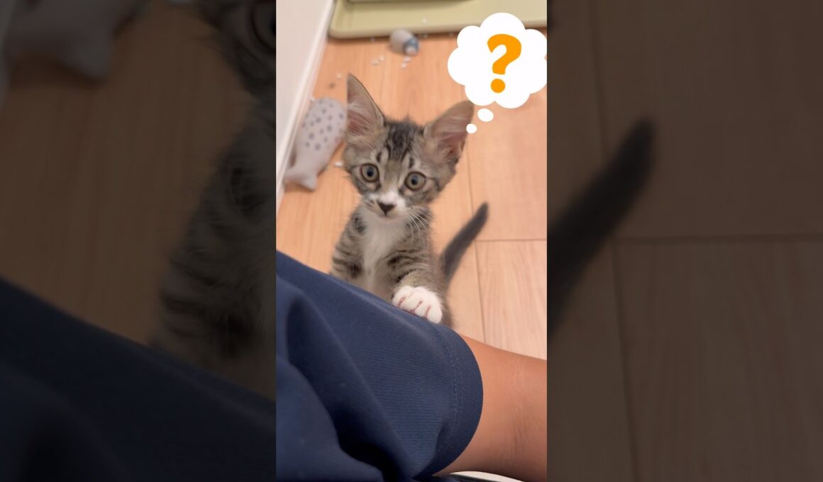 仕事終わりの主の足を子猫に嗅がせてみた #猫 #cat #子ネコ #猫好きさんと繋がりたい #ねこチャック #kitten