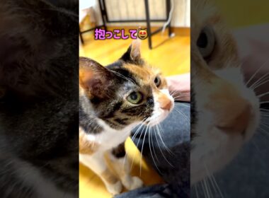 三毛猫にやきもちを焼く黒猫の過激な行動とは… #shorts  #三毛猫  #黒猫 黒猫