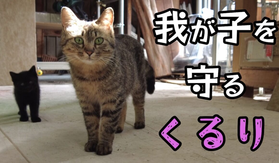 【母は強し】子猫を守る野良猫「くるり」