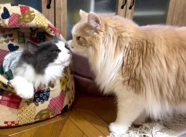 【威嚇⁉︎】大好きなシャール兄ちゃんを忘れてしまった、弟たち…ノルウェージャンフォレストキャットとターキッシュアンゴラ