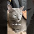 飼い主の鳴き声に字幕つけました#ロシアンブルー #猫 #shorts #cat #猫のいる暮らし #cute