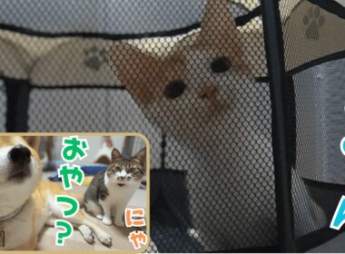 サークルごと飛んでいきそうな保護子猫のお世話の後は柴犬と元野良猫が待ち構えています