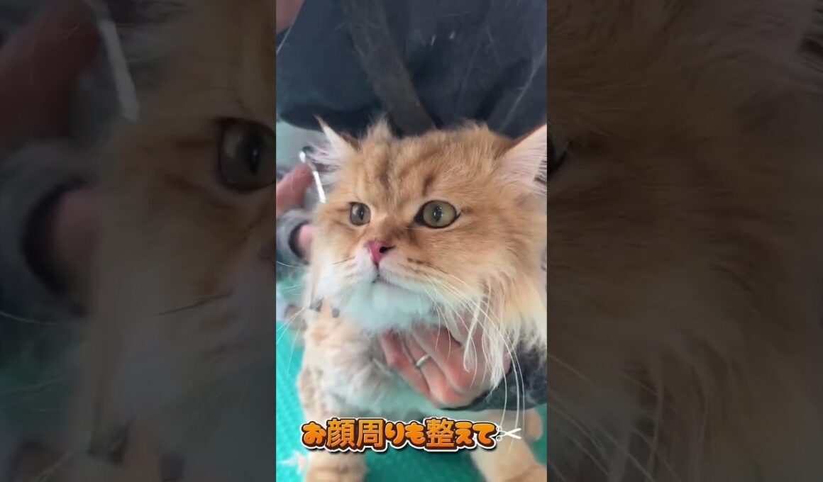 トリミングコースでご来店★ペルシャ　茶々丸ちゃん #cat #長毛猫 #猫のいる暮らし