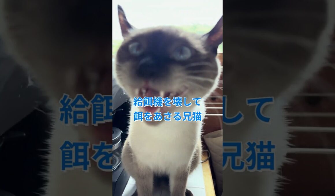 給餌機を壊して餌をあさる兄猫【シャム猫MIXの日常】