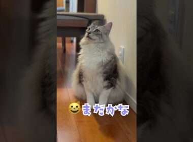 大型猫にごはんをあげる・少年と大型猫の夏休み#shorts