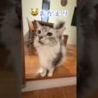 夜遅く帰ってきた少年を迎える大型猫#shorts