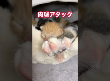 肉球アタック #shorts #cat #子猫