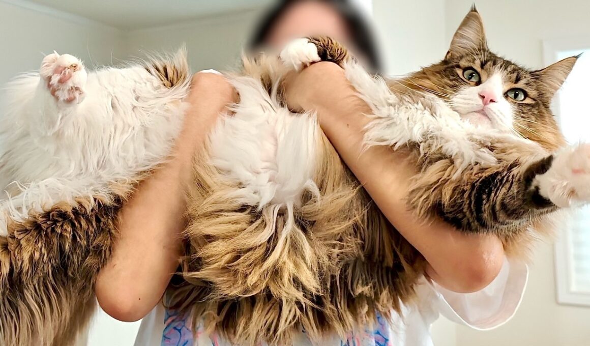 頭が良すぎる猫ノルウェージャンを紹介します【でかい・賢い・かわいい】