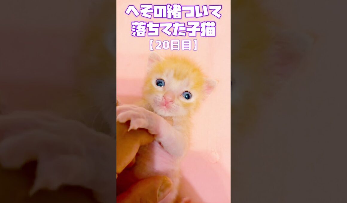 【今日のぼくちゃん】生後３週間子猫で検索すると、もっとしっかりとした子猫の写真が出てくる。でもぼくちゃんはまだ赤ちゃん赤ちゃんしてるし、やっと歩くようになったばかり。成長が遅い気がする。。やや不安感。