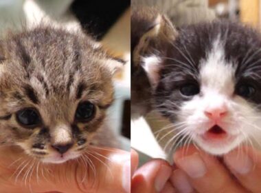 独りぼっちの子猫に掌サイズの妹と弟ができました【赤ちゃん猫　保護猫】【字幕付き】