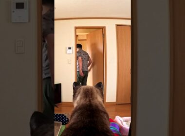 部屋から出ていく僕を追いかけるシャム猫の追いかけ方が凄い🏃 #shorts