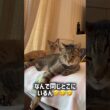 仲が良すぎる保護猫たちがこうなりました笑【保護猫ジルベール】 #cat #ネコ #保護猫