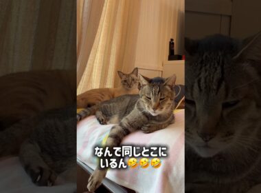 仲が良すぎる保護猫たちがこうなりました笑【保護猫ジルベール】 #cat #ネコ #保護猫
