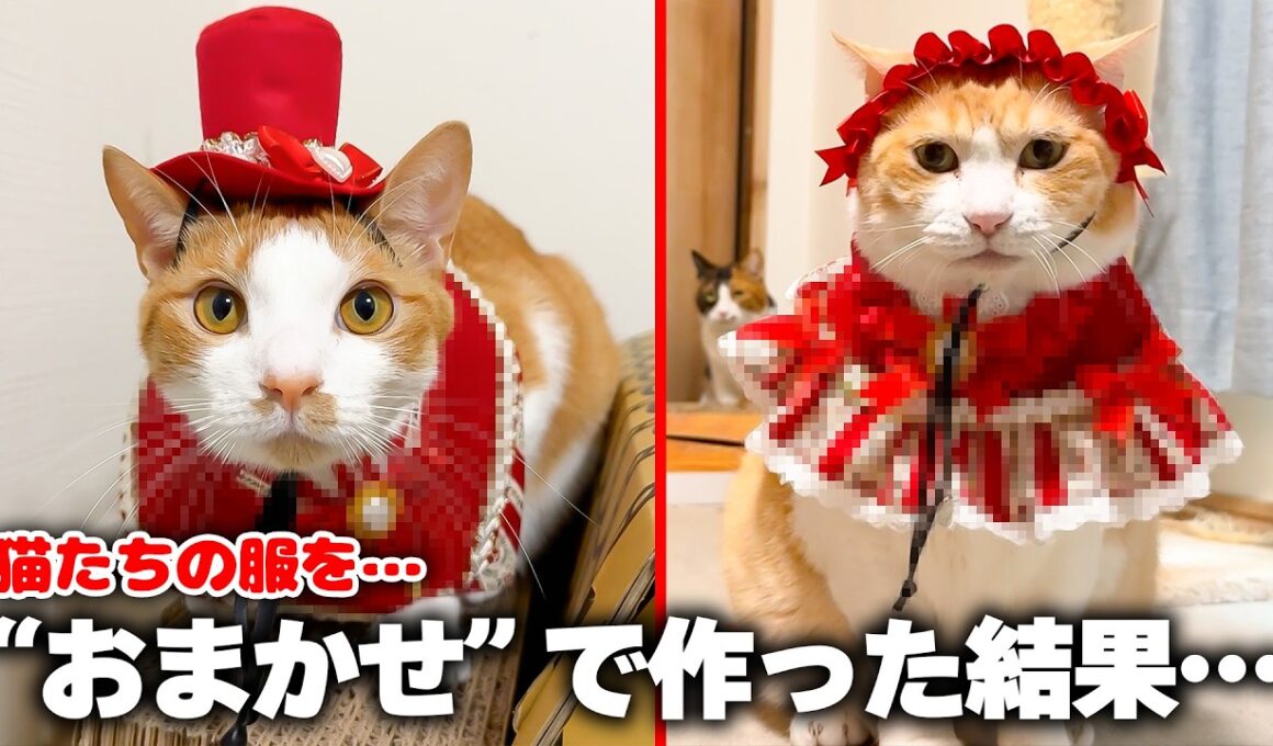 猫たちの衣装を”おまかせ”で注文したらとんでもない物が届きました…！！