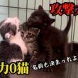 リアクションが出川哲朗すぎた子猫ニャンプロ