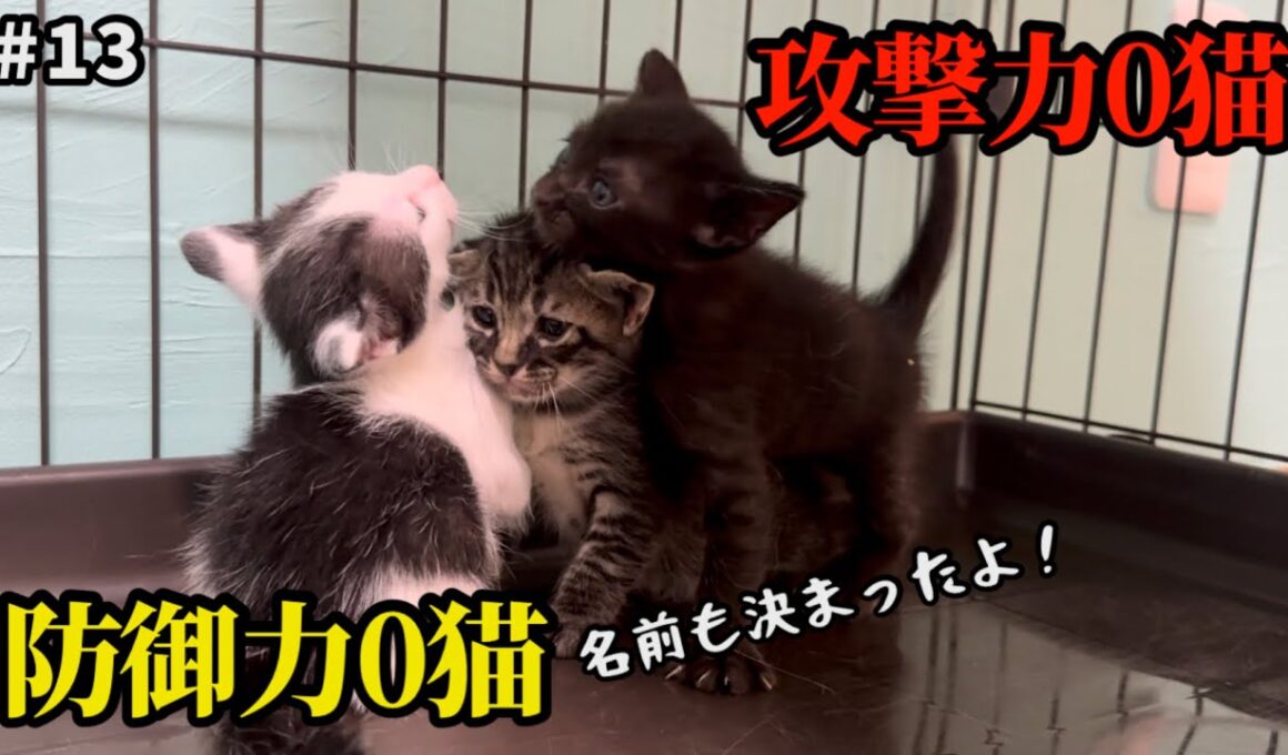 リアクションが出川哲朗すぎた子猫ニャンプロ