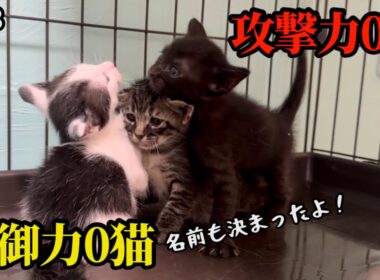 リアクションが出川哲朗すぎた子猫ニャンプロ